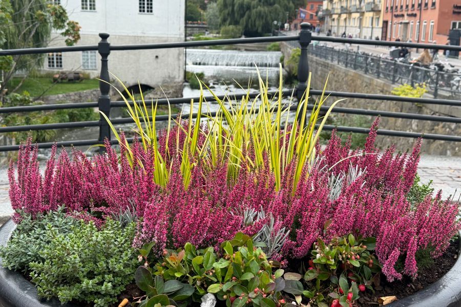 Blomsterprogrammet