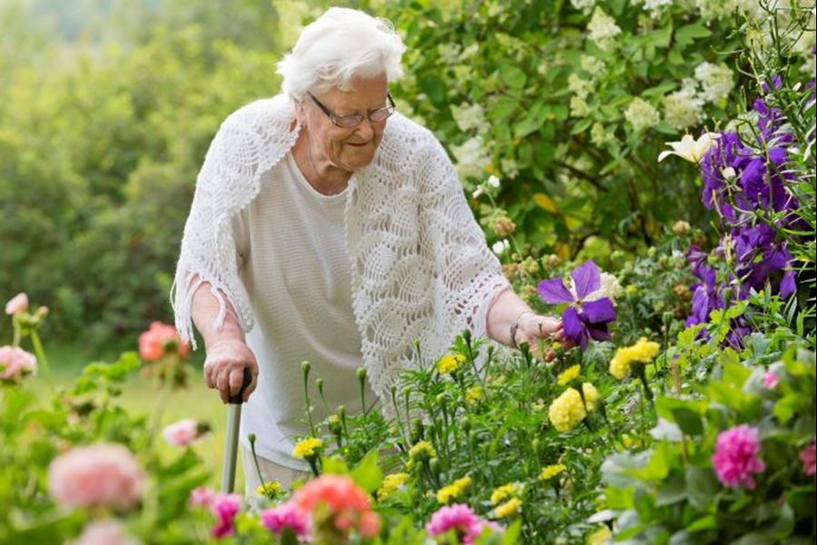 senior-blomma.jpg
