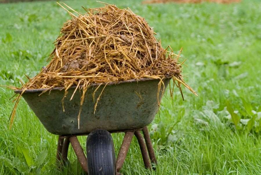 Skottkärra med gödsel