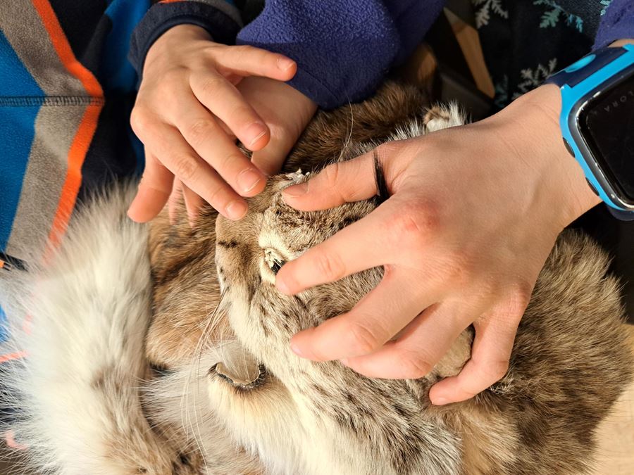 Händer på ett pälsdjur