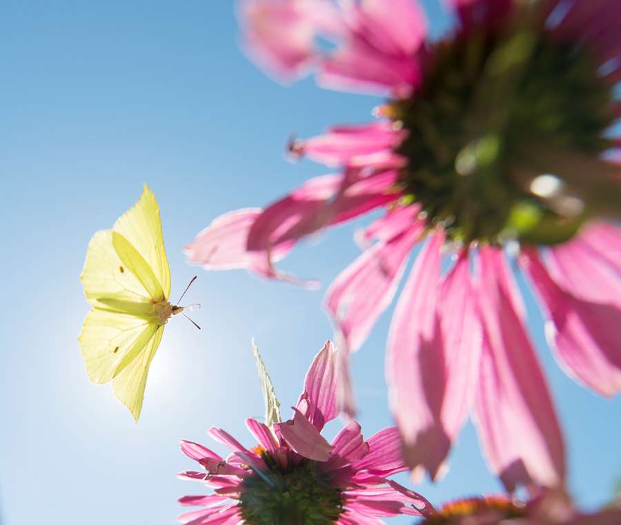 Gul fjäril och rosa blomma