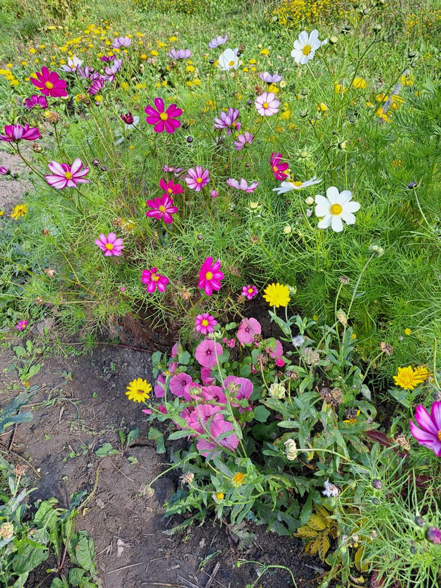 Blommor i en odling