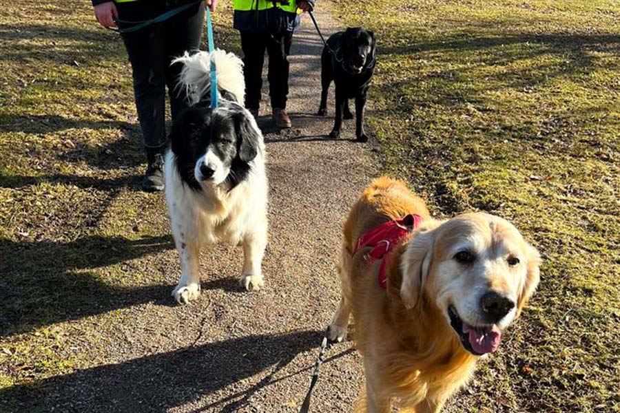 hundpromenad.jpg