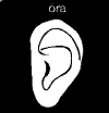Öra
