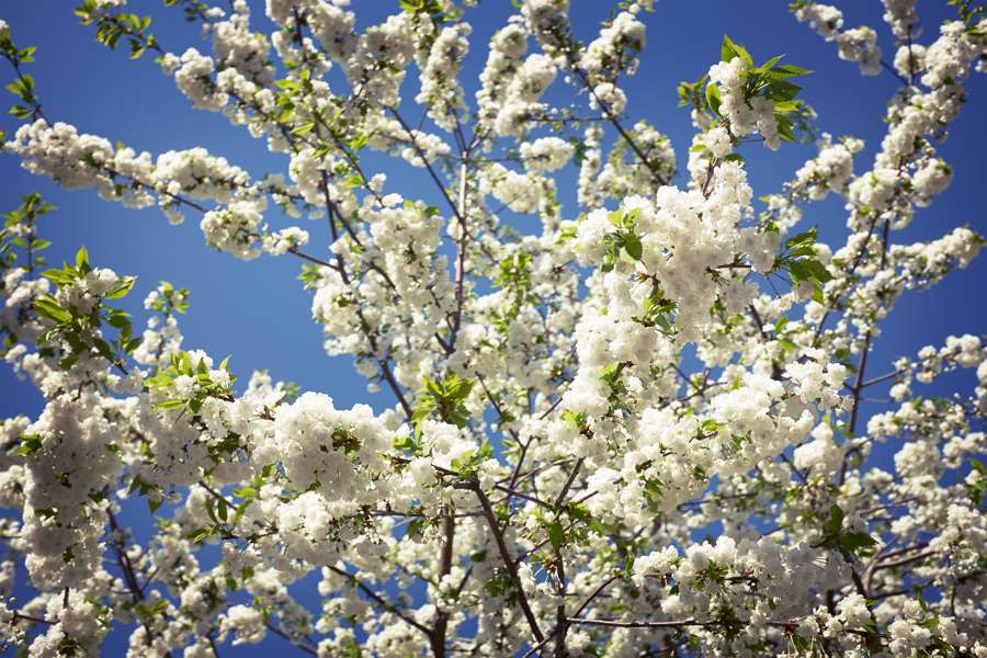 Träd som blommar