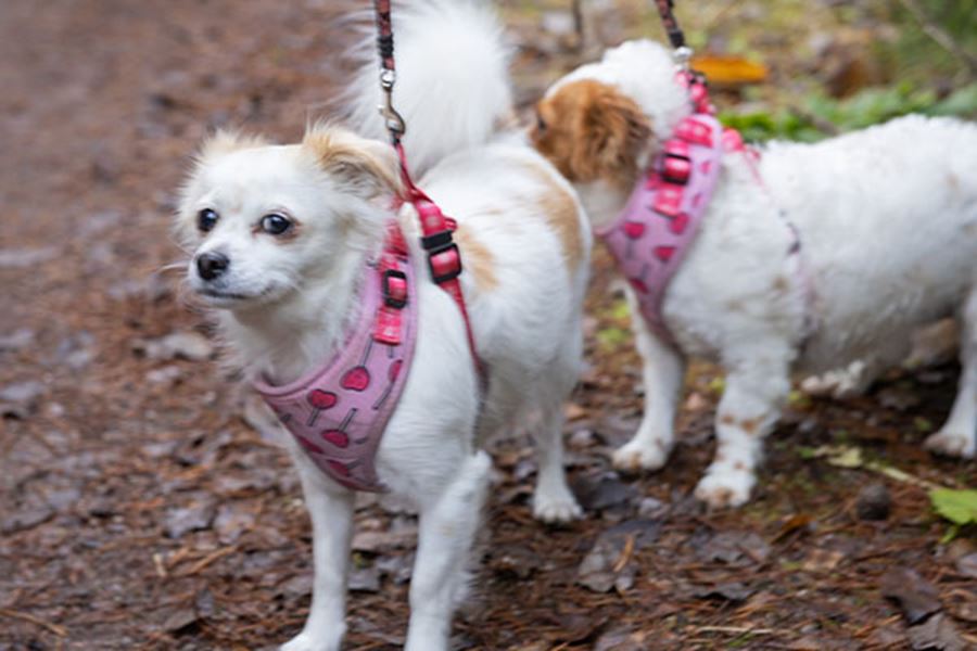 Två vita små hundar med bruna öron