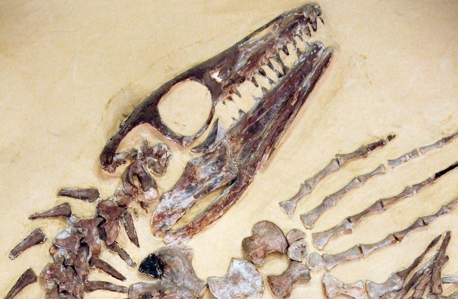 Evolutionsmuseet, dinosaurie