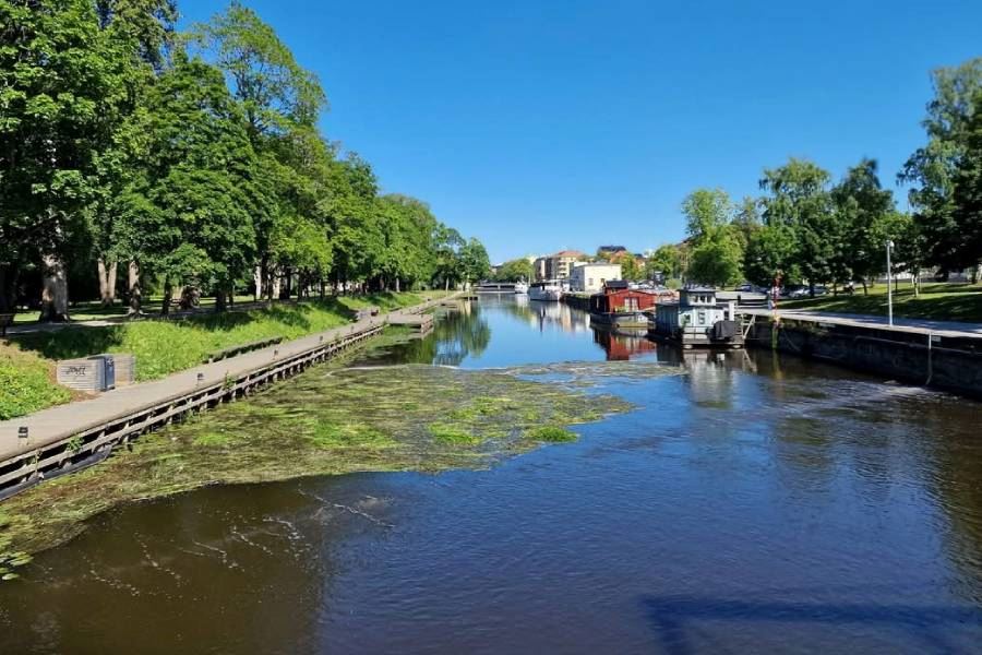 När Fyrisån vassklipps fångar bubblorna upp vassen så den inte täpper igen å-kanten