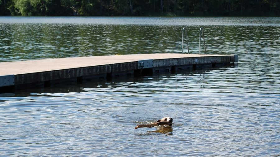 En hund simmar med en pinne i vattnet på Fjällnora hundbad