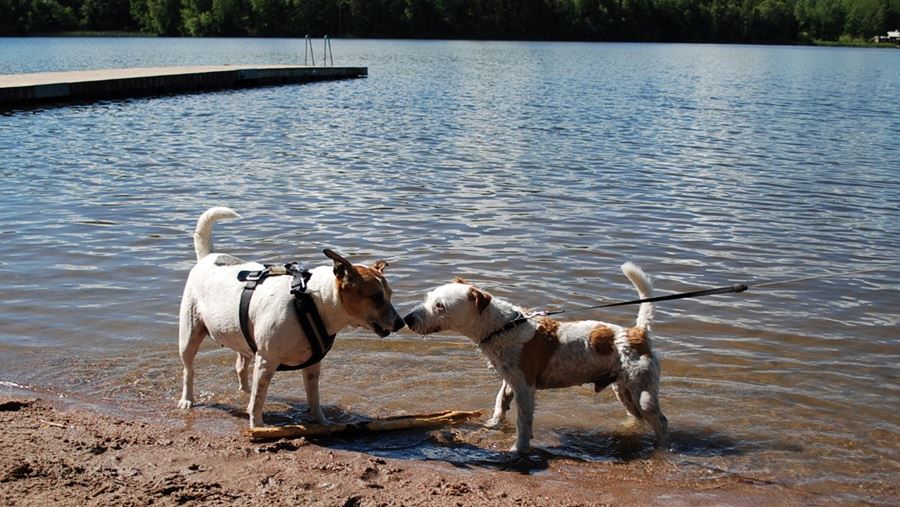 Två hundar hälsar på varandra vid Fjällnora hundbad