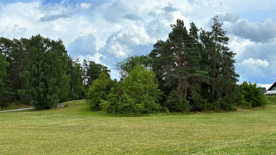 Grönyta