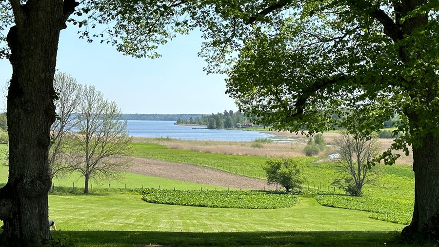 Två storaträd i förgrunden och mellan dem syns stora gröna gräsytor och längre bort en sjö.