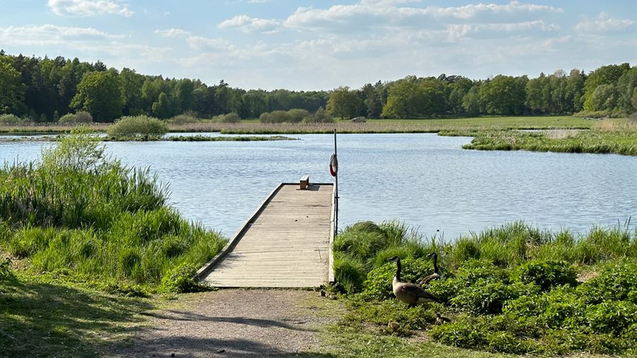 En träbrygga som går ut en bit i vattnet. Framför bryggan står en and.