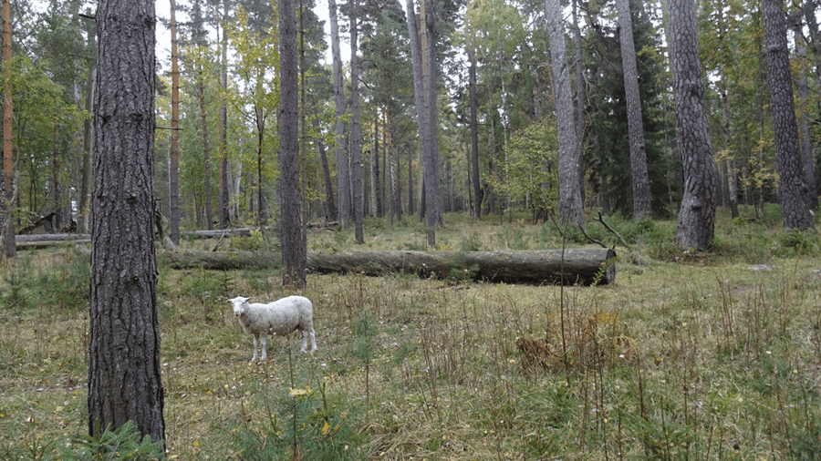 Får i Kronparken