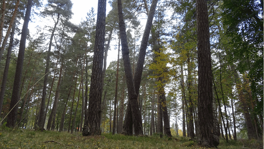 Träd i Kronparken