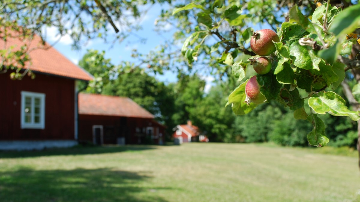 Fruktträd och röda äldre träbyggnader i Pilsbo friluftsområde.