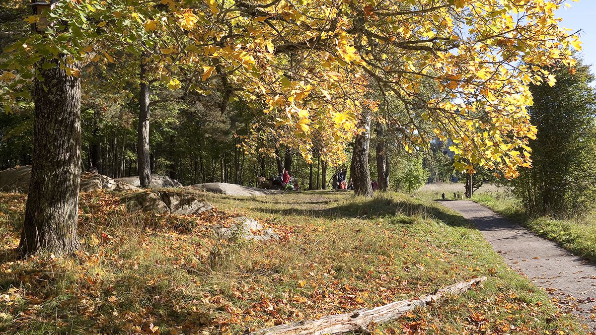 En stig genom höstskog i Stabby backe och Stabbyskogens friluftsområde.