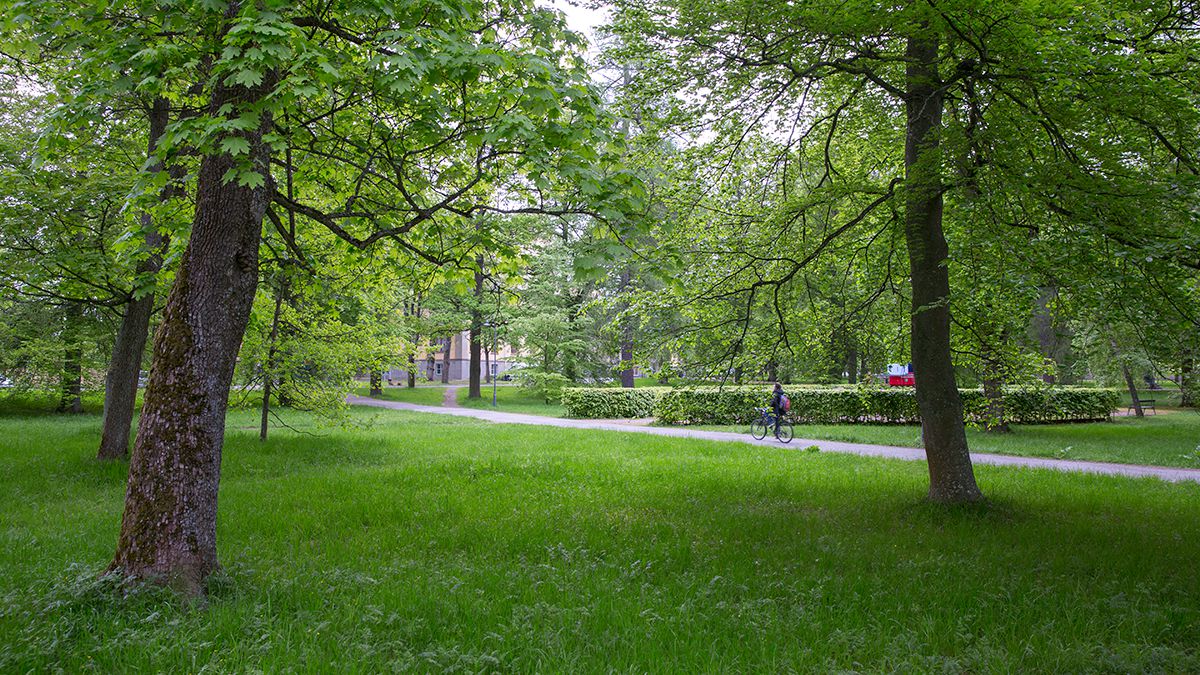 Stora gräsytor, stora träd och skymten av en lekplats i Carolinaparken (Engelska parken).