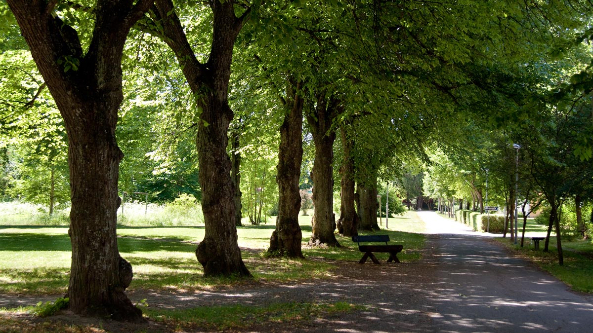 Stora lövträd på rad längs en gångbana i Fredriksbergsparken.