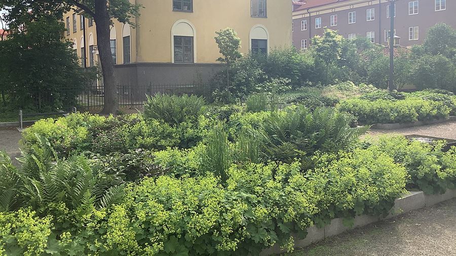 Grön perennrabatt i parken.