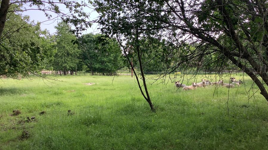 Får som vilar i hagen vid Gränbyparken.