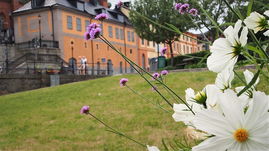 Rosénparken med blommor i förgrunden.