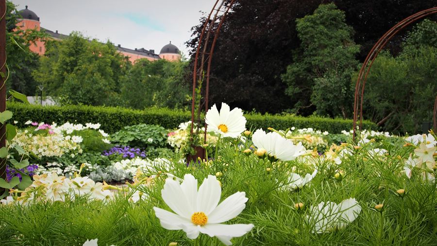 Blomsterrabatt i förgrunden. I bakgrunden syns Uppsala slott.