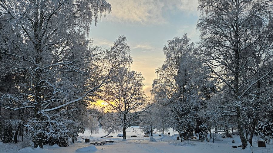 Vinterbild med snö på träd i Fjällnora friluftsområde