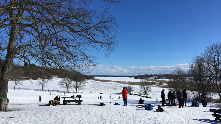 Vinterbild fr&#229;n Hammarskog