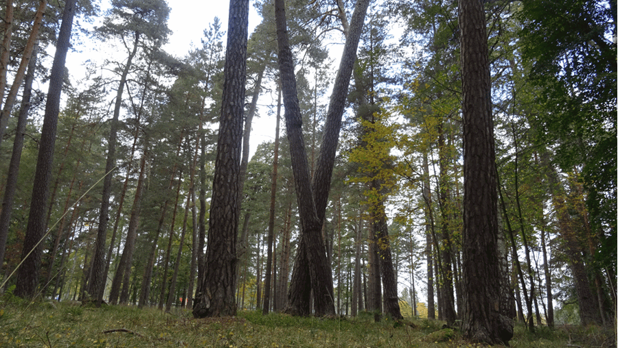 Tr&#228;d i Kronparken