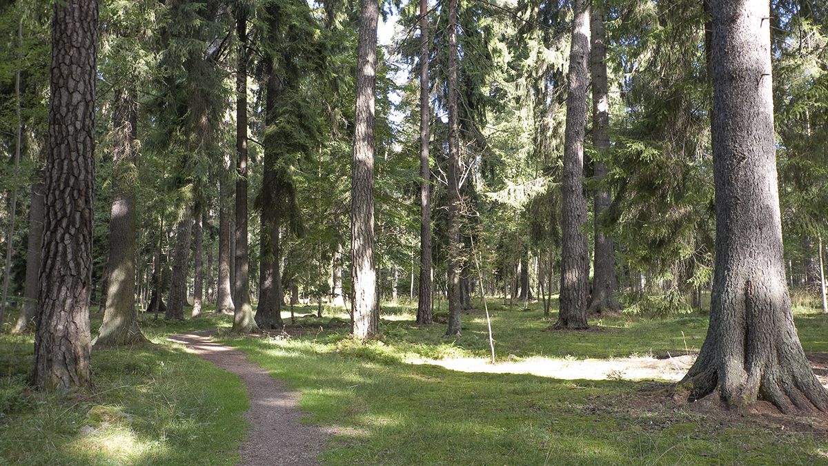 En stig genom skogen i Kronparken.