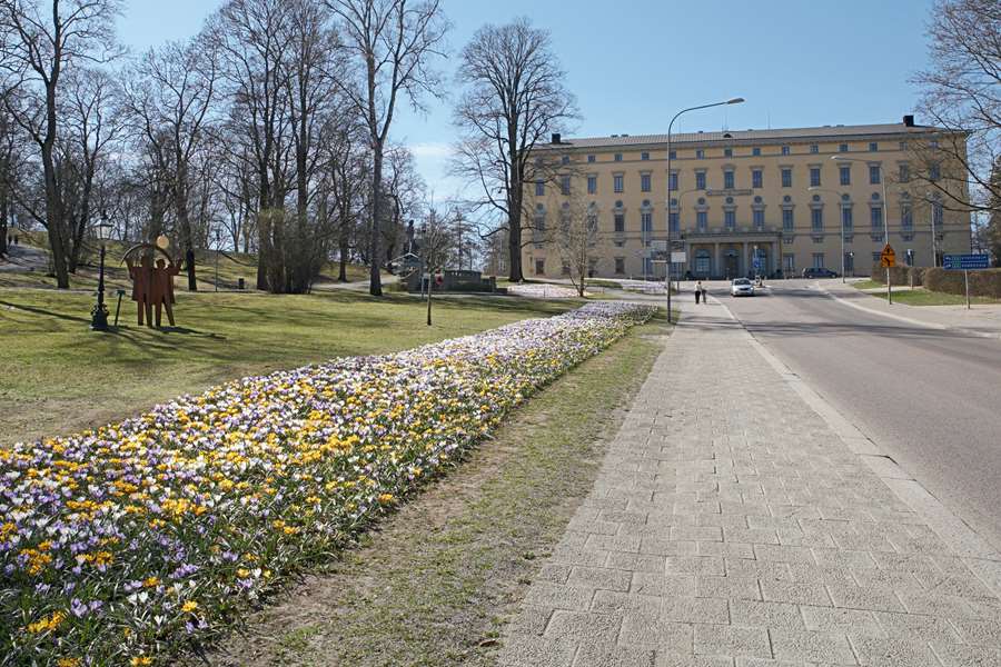 Carolinabacken med vårblommor, Uppsala. Fotografi