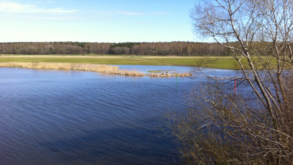 Ett område i Årike Fyris med vatten, vass och skog i bakgrunden.
