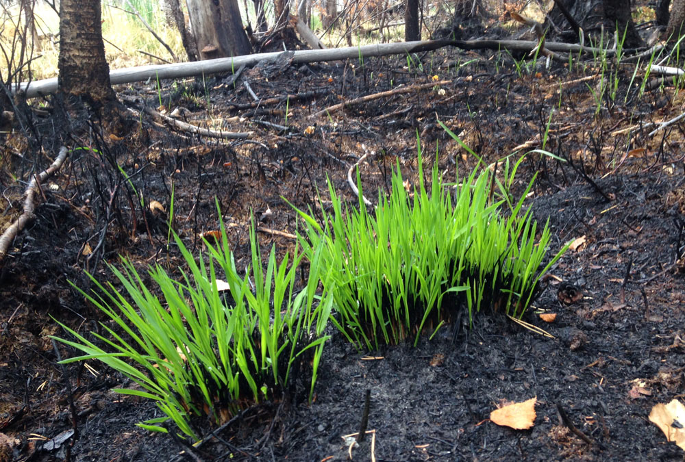 En grön växt kommer fram ur den sotiga marken i Lunsen. Det brann där juli 2017.
